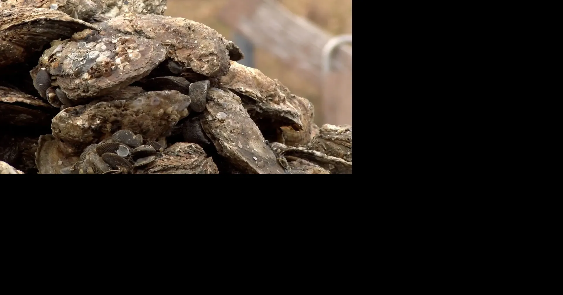 Low consumer demand amid the start of Maryland's oyster season