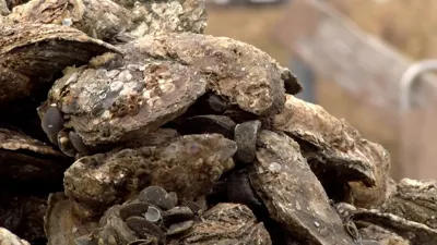 A close-up photo of a stack of Oysters