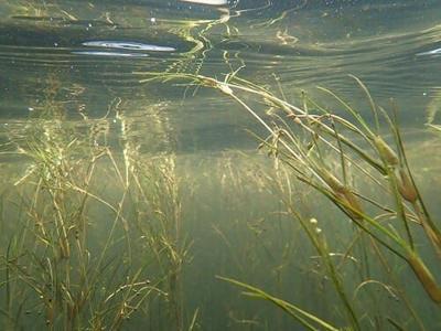 DNR: Maryland's Underwater Grass Exceeds Record 60,000 Acres