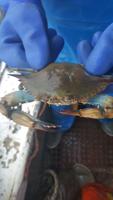 Hermaphrodite Crab Spotted Near Deal Island