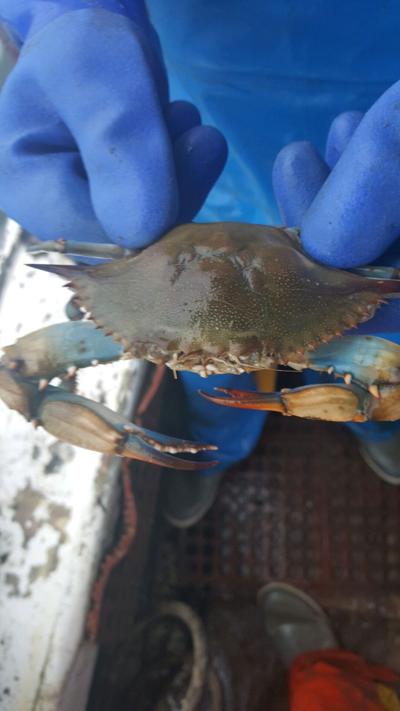 Hermaphrodite Crab Spotted Near Deal Island