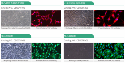 Cloud‑Clone Primary Cardiovascular Cells: From Source QC to Translational Medicine for Precision Research