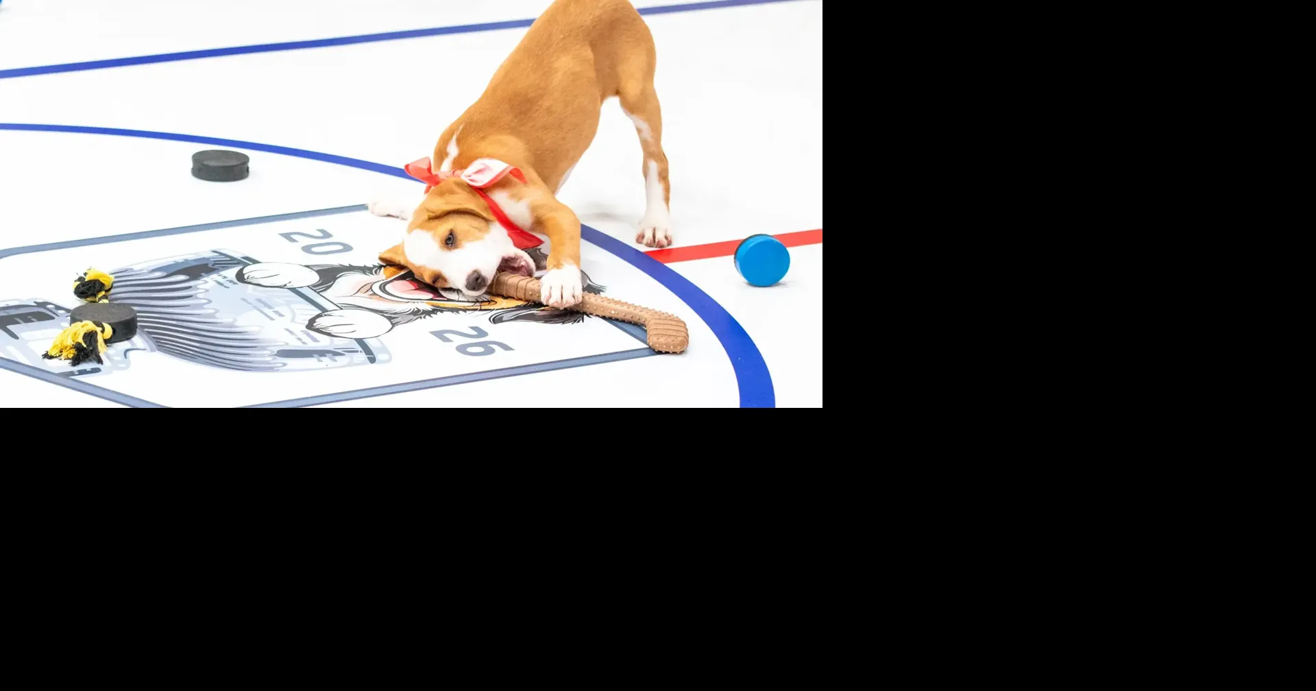 Local shelter dogs to be featured in NHL's “Stanley Pup”