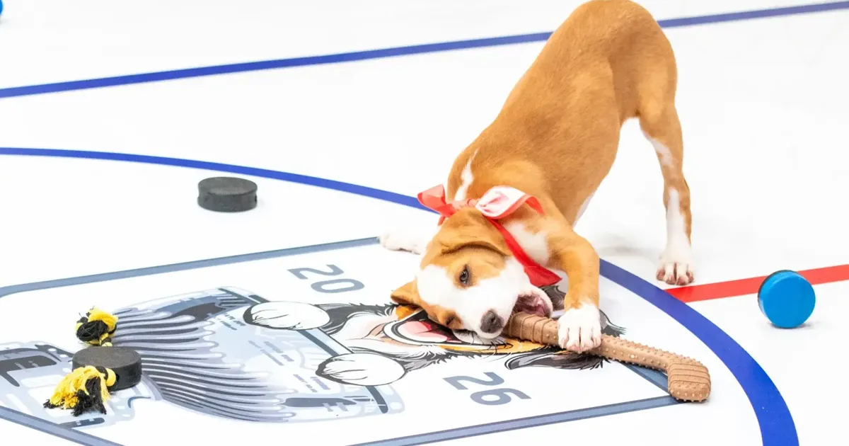 Local shelter dogs to be featured in NHL's “Stanley Pup”