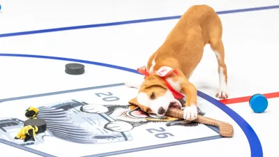 Stanley Pup