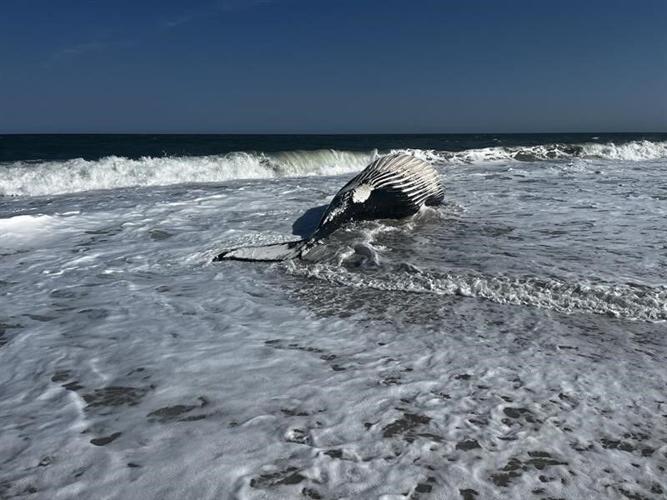 Humpback Whale Stranding