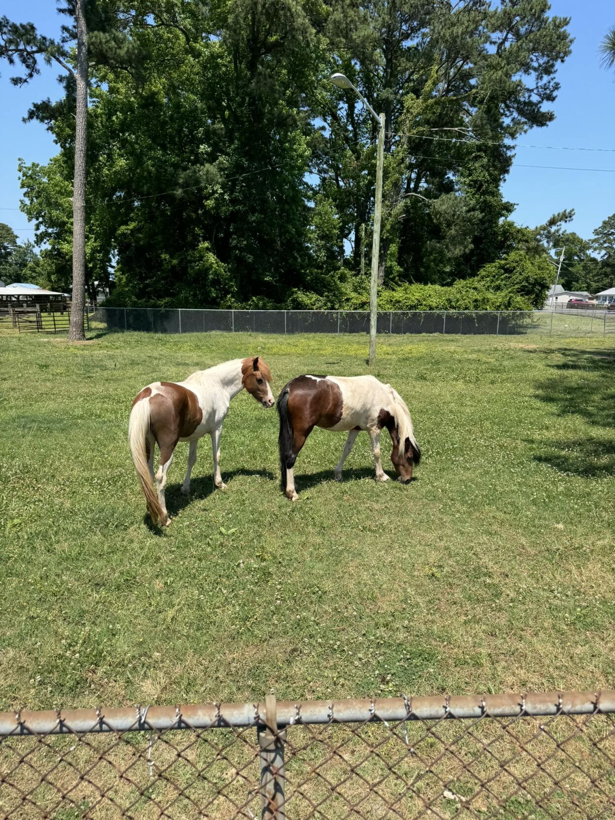 Chincoteague Swamp Cancer Pony Survivors