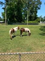Chincoteague Pony Swamp Cancer Survivors Return to Island Life