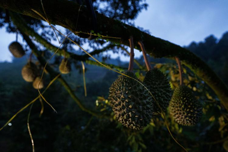 Climate Malaysia Durian