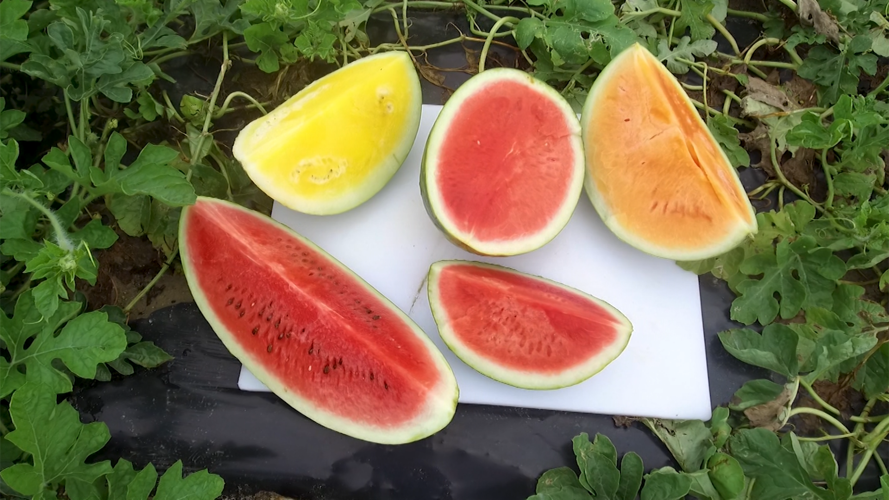 DVL1861F.00_02_52_27.Still001