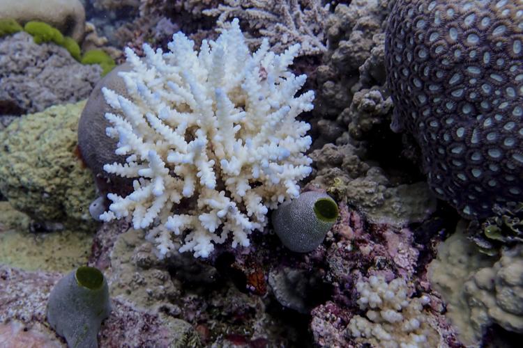 Australia Great Barrier Reef