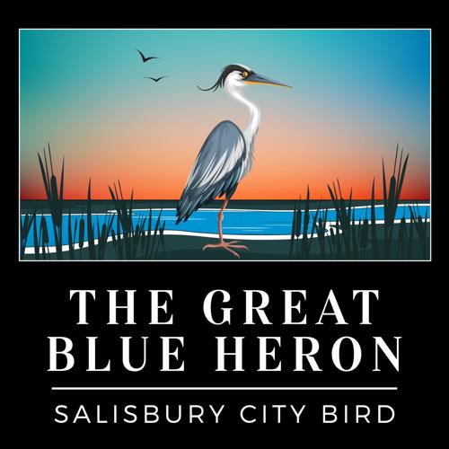 Salisbury City bird