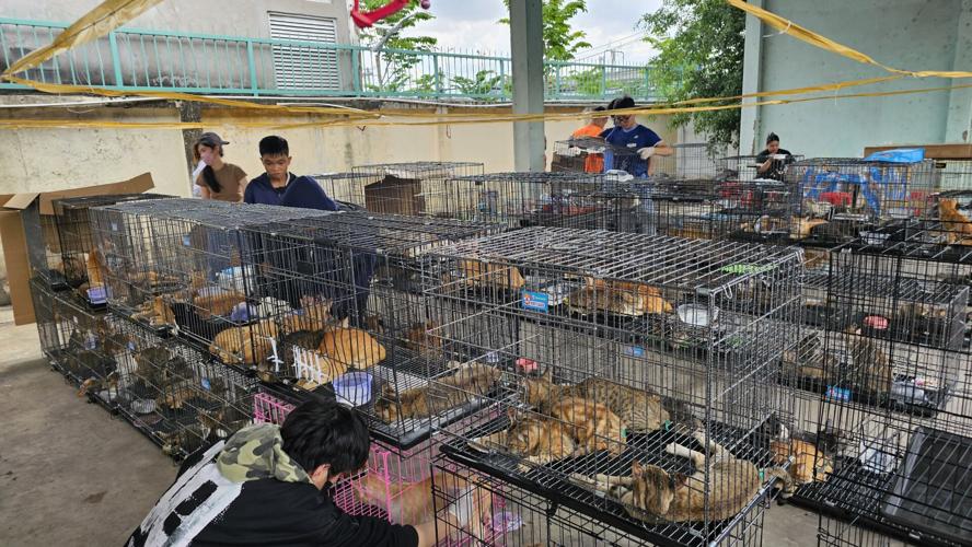 Vietnam Cat Rescue