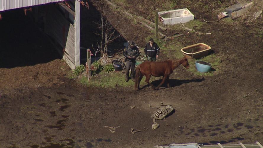 At Least 25 Dead Horses Found on Wicomico County Property