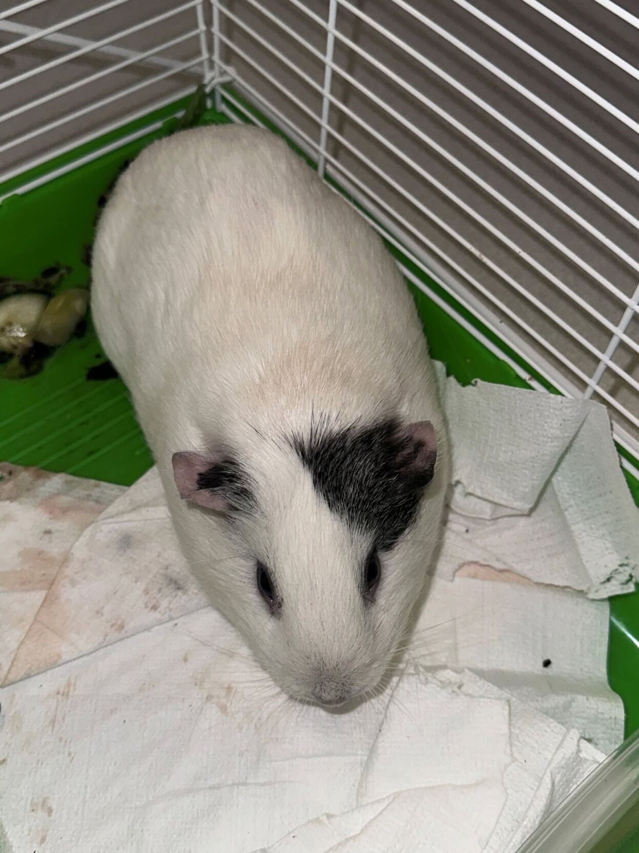 close up oc Guinea Pig