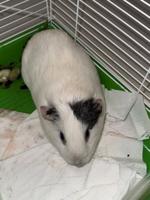 Ocean City PD Searching for Owner of Stray Guinea Pig