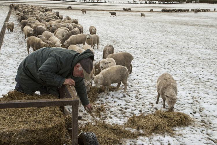 New Zealand Sheep Numbers