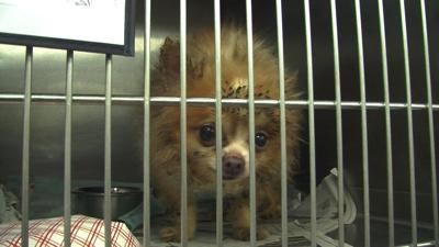 Donations Pouring in for Rescued Wicomico County Dogs