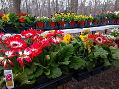 Easter Magic Celebration Returning to Ocean Pines Farmers Market