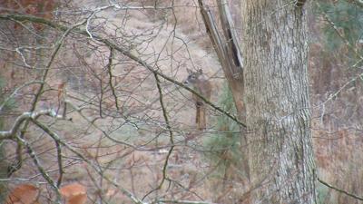 Wicomico Leaders on the Hunt for More Hunting Time