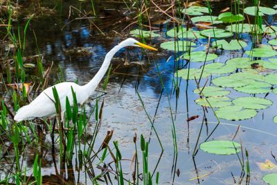 Louisiana Tour Company Highlights Why Swamps Support Such Remarkable Wildlife Diversity