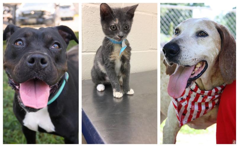 Pet Connect – July 12, 2019