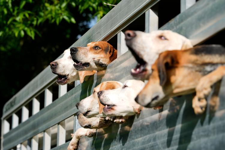 Iroquois Steeplechase Foxhounds