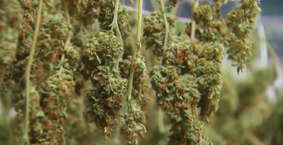 Talbot County Council Approves Cannabis Moratorium