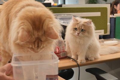 KNKA Introduces the 2500 Pet Air Purifier With Powerful Air Intake for Pet Homes