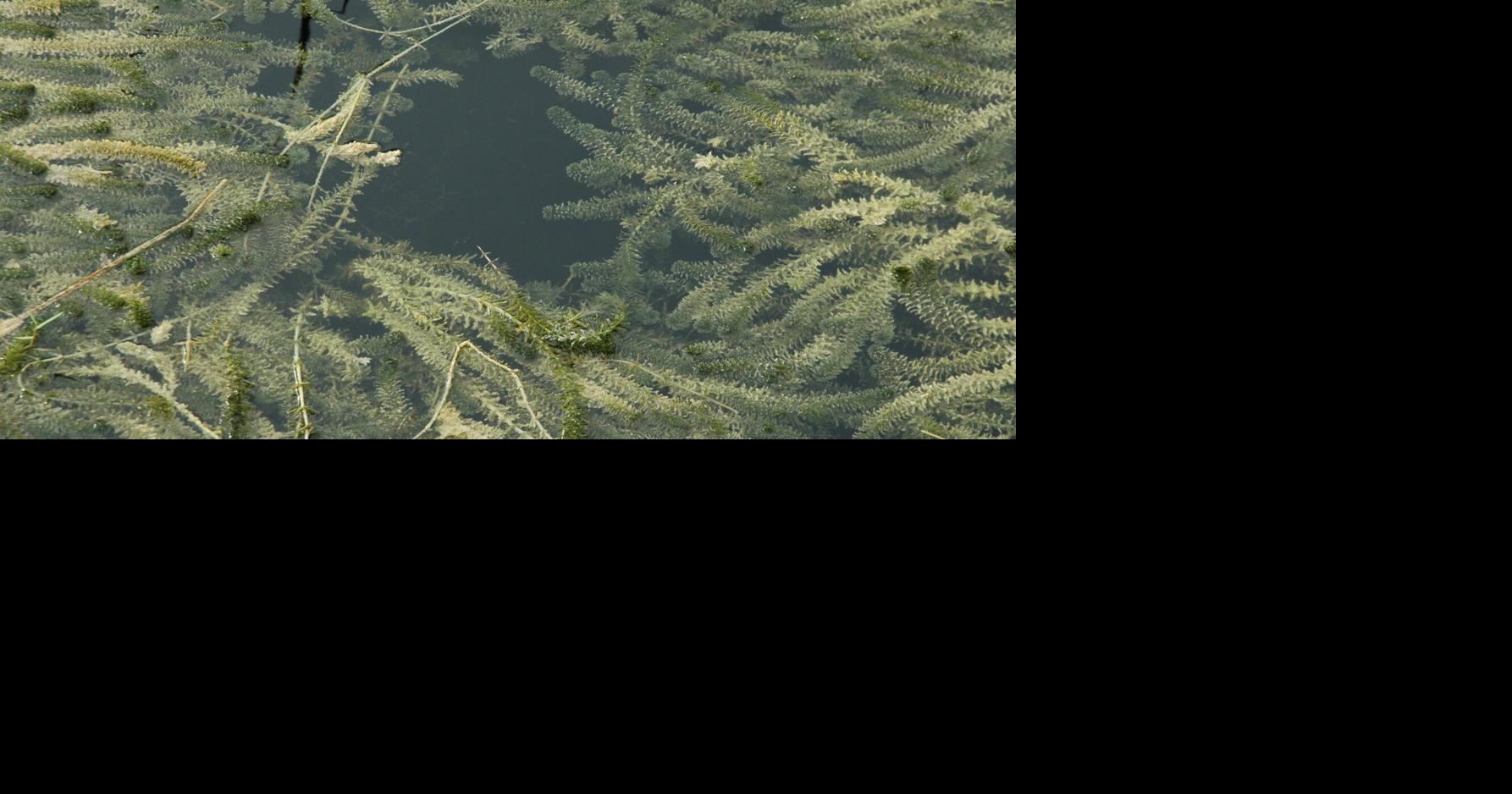 Concord Pond Near Seaford to be Treated for Invasive Aquatic Weed Hydrilla Latest News