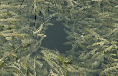 Hydrilla