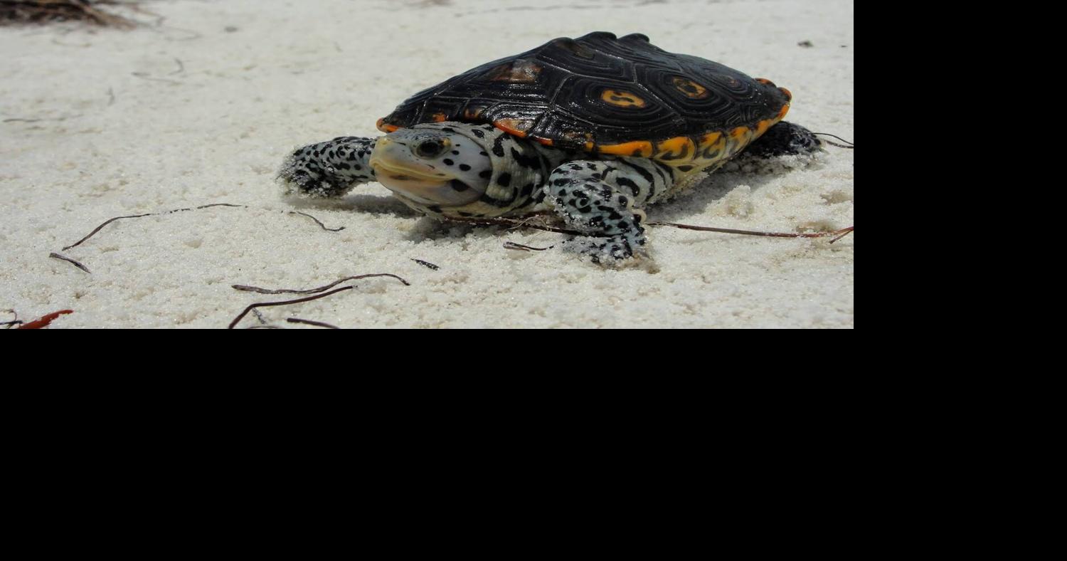 Trump Administration to weigh possible endangered species protections for diamondback terrapin