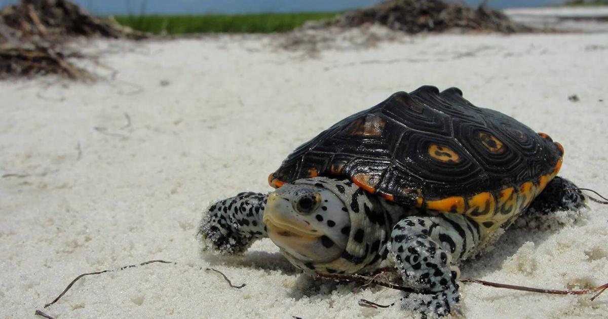 Trump Administration to weigh possible endangered species protections for diamondback terrapin