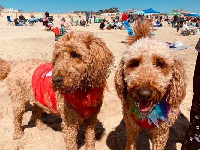 Doodles in Dewey Event Returns