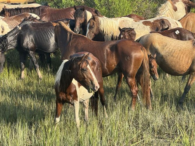 Photo Jul 30 2025, 8 27 35 AM.jpg