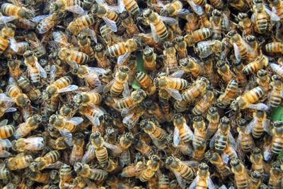 Honey Bees