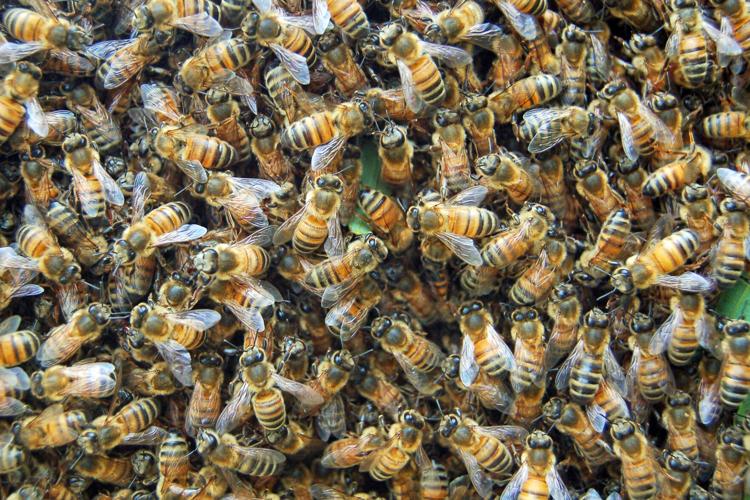 Honey Bees
