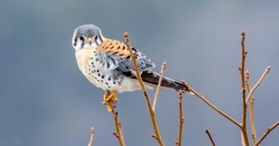 American Kestrel in Dorchester County