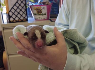 Wicomico County Humane Society Puppies