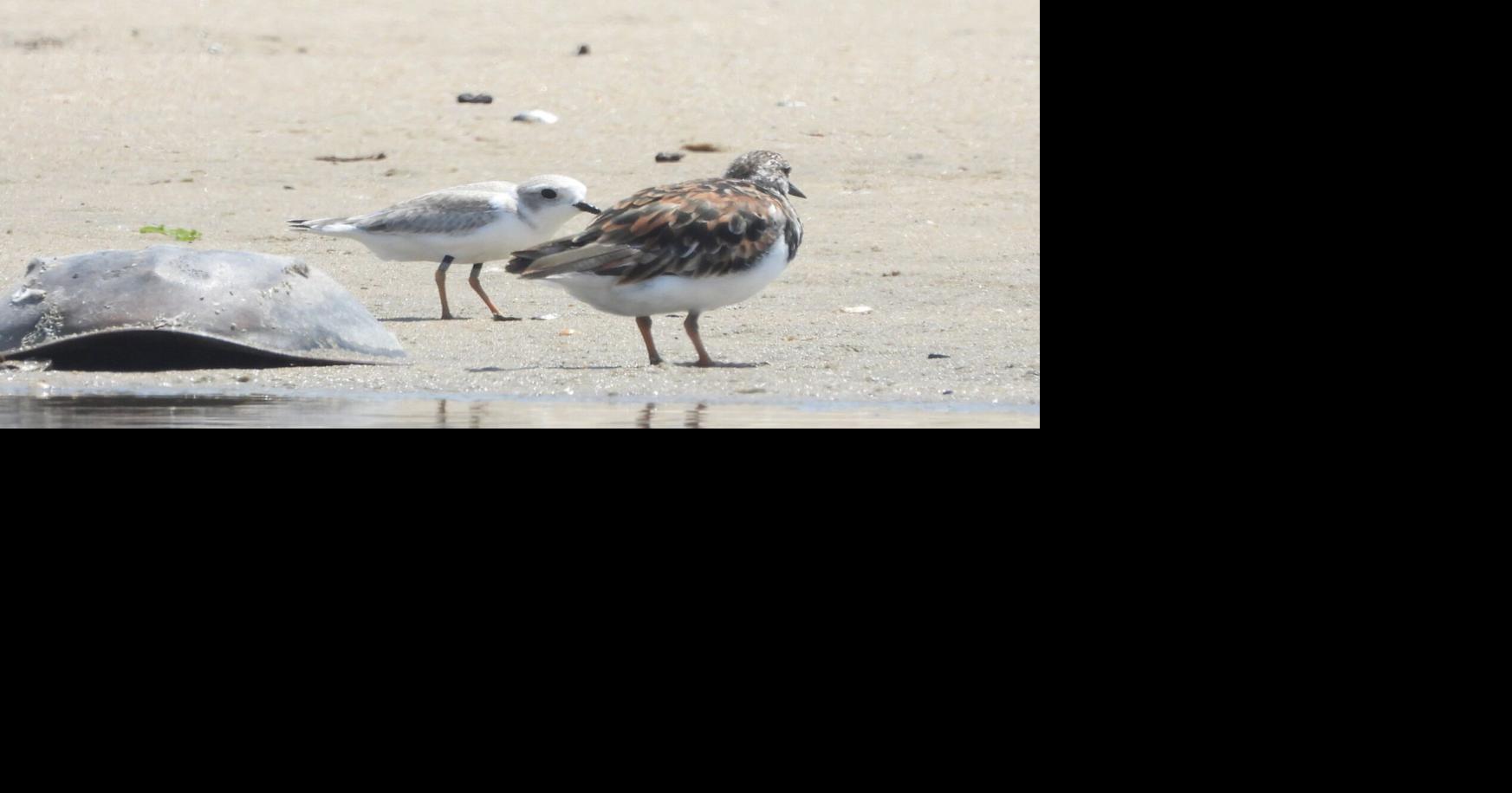 DNREC to close The Point at Cape Henlopen for nesting, migrating birds