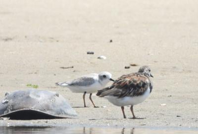 Piping Plover