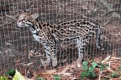 ocelot zoo.PNG