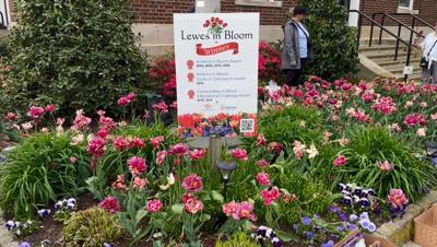 LEWES IN BLOOM.JPG
