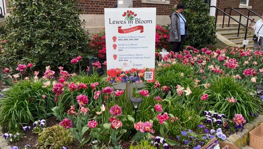LEWES IN BLOOM.JPG