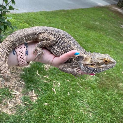 Mushu