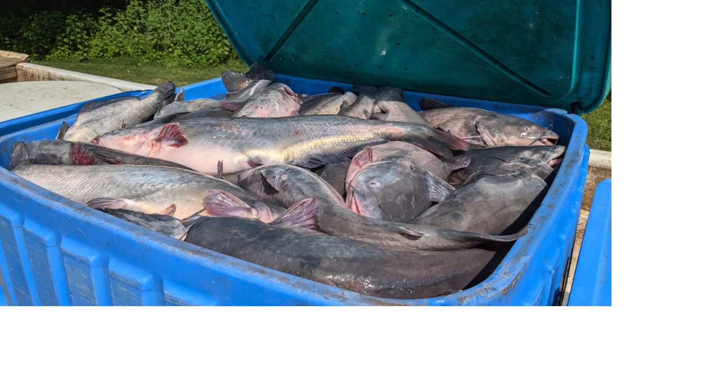 Blue Catfish for Cats: Lawmakers Propose Turning Chesapeake Bay Invader into Pet Food | Accomack County