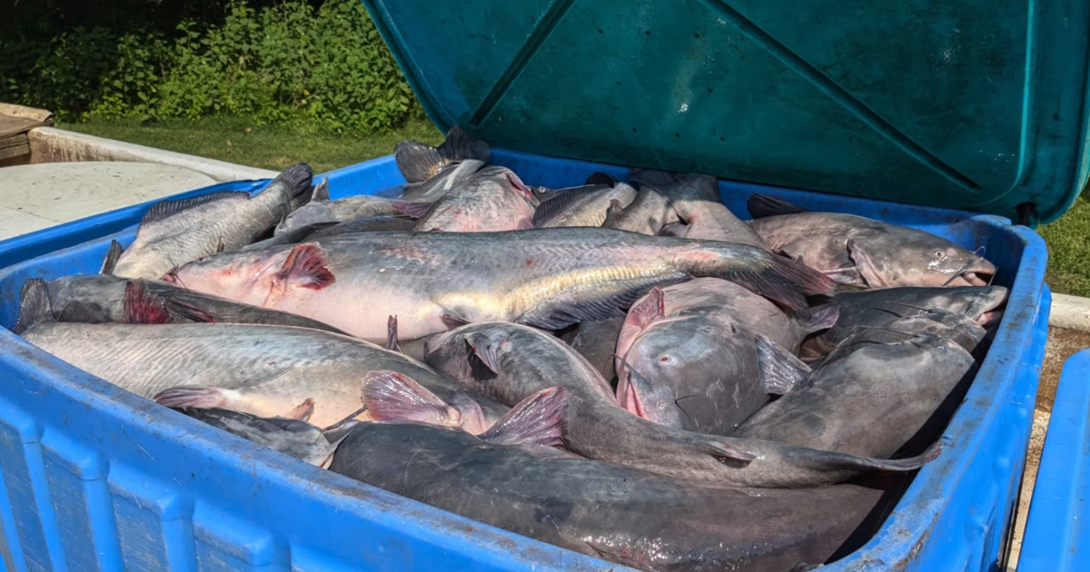 Blue Catfish for Cats: Lawmakers Propose Turning Chesapeake Bay Invader into Pet Food | Accomack County Blue Catfish for Cats: Lawmakers Propose Turning Chesapeake Bay Invader into Pet Food | Accomack County