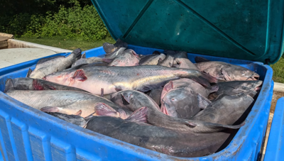 DNR Blue Catfish Removal