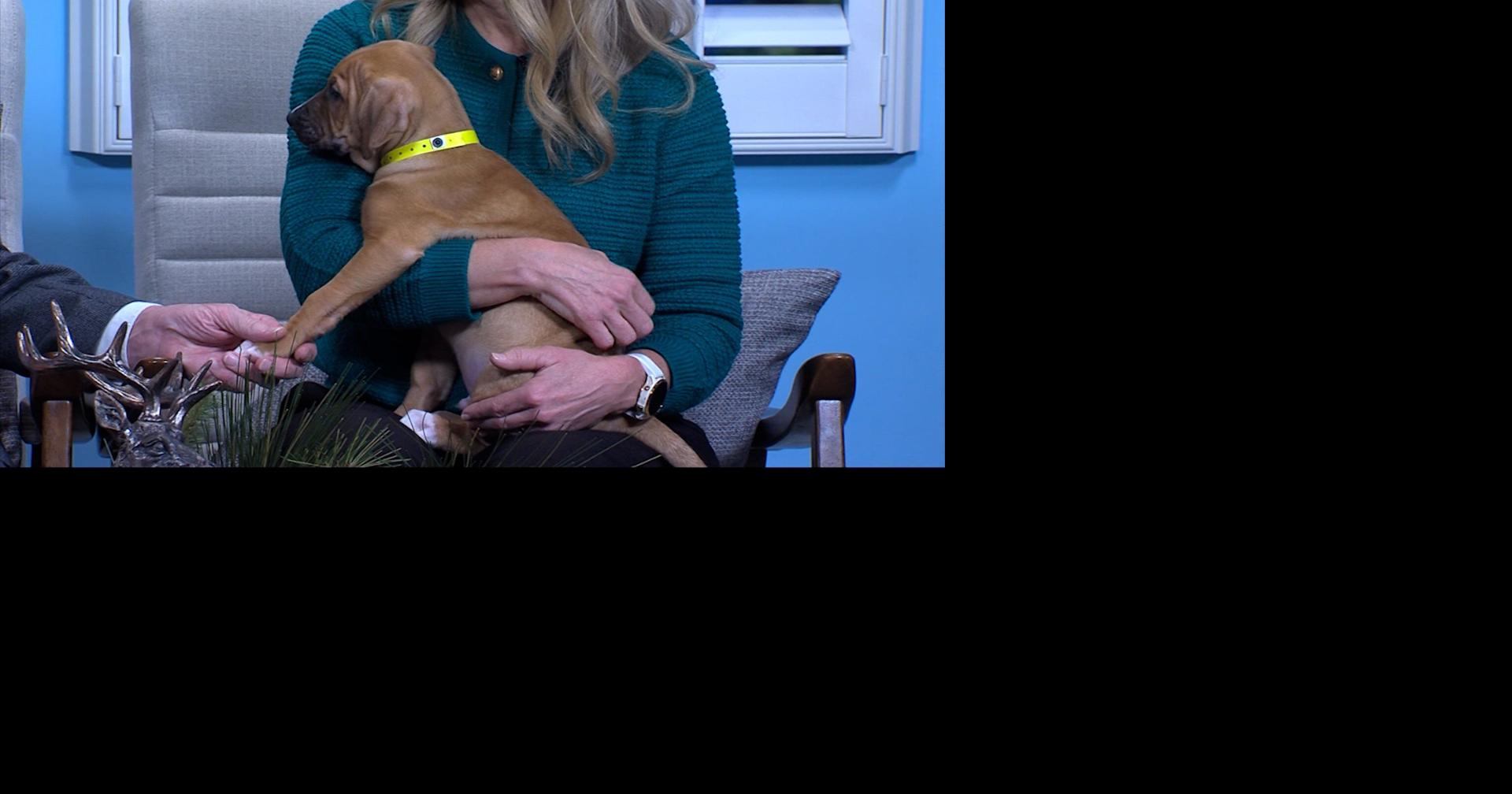 Sharing The Details Of BVSPCA's Mega Adoption Event | Delmarvalife ...