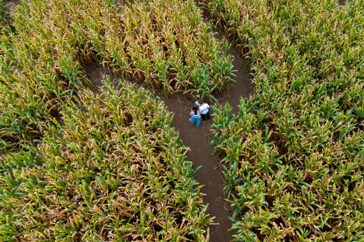 Dolly Parton Corn Maze